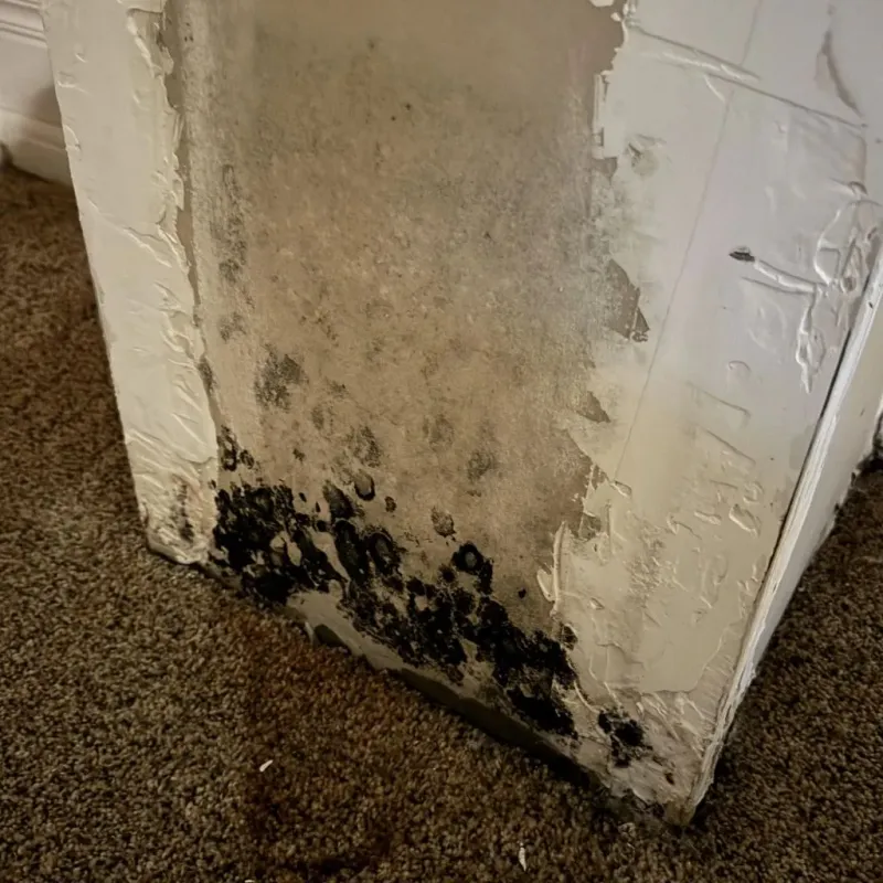 Professional Mold Removal in Chichester, NH